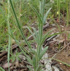 Wahlenbergia stricta subsp. stricta at Cook, ACT - 12 Nov 2020