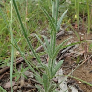 Wahlenbergia stricta subsp. stricta at Cook, ACT - 12 Nov 2020 06:24 AM