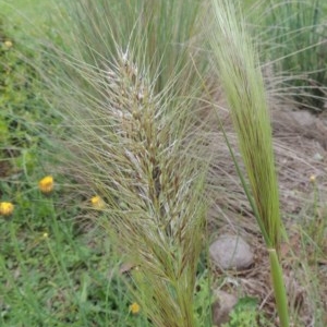 Austrostipa densiflora at Conder, ACT - 26 Oct 2020