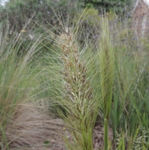 Austrostipa densiflora at Conder, ACT - 26 Oct 2020