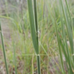 Austrostipa densiflora at Conder, ACT - 26 Oct 2020