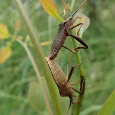 Amorbus sp. (genus) (Eucalyptus Tip bug) at Cook, ACT - 19 Nov 2020 by CathB