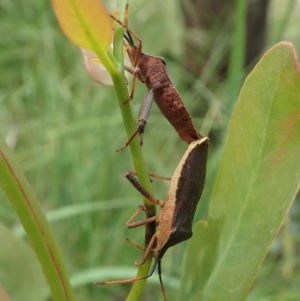 Amorbus sp. (genus) at Cook, ACT - 19 Nov 2020