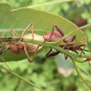 Amorbus sp. (genus) at Cook, ACT - 19 Nov 2020