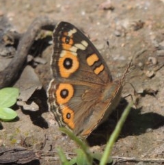 Junonia villida (Meadow Argus) at Conder, ACT - 2 Nov 2020 by michaelb