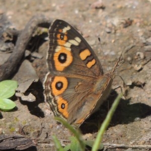 Junonia villida at Conder, ACT - 3 Nov 2020 05:23 AM