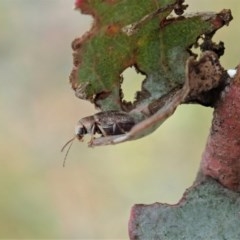 Edusella sp. (genus) (A leaf beetle) at Cook, ACT - 19 Nov 2020 by CathB