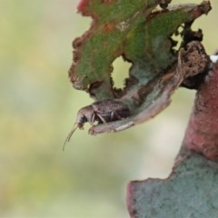 Edusella sp. (genus) at Cook, ACT - 19 Nov 2020