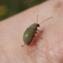 Edusella puberula (Leaf beetle) at Cook, ACT - 19 Nov 2020 by CathB