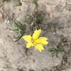 Goodenia pinnatifida (Scrambled Eggs) at Symonston, ACT - 28 Nov 2020 by MattFox