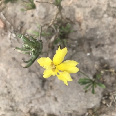 Goodenia pinnatifida (Scrambled Eggs) at Symonston, ACT - 28 Nov 2020 by MattFox