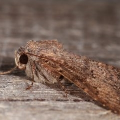 Eudesmeola lawsoni at Melba, ACT - 13 Nov 2020 12:09 PM