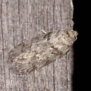 Philobota philostaura at Melba, ACT - 13 Nov 2020