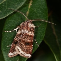 Agrotis porphyricollis (Variable Cutworm) at Melba, ACT - 13 Nov 2020 by kasiaaus