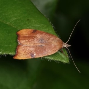 Tortricopsis uncinella at Melba, ACT - 13 Nov 2020