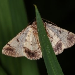 Cryphaea xylina (Woodland Geometrid) at Melba, ACT - 13 Nov 2020 by kasiaaus