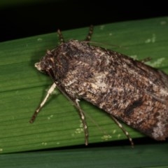 Agrotis porphyricollis (Variable Cutworm) at Melba, ACT - 13 Nov 2020 by kasiaaus