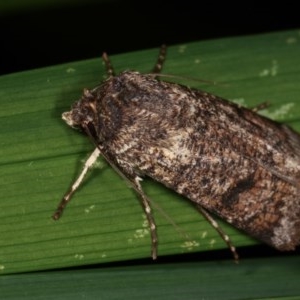 Agrotis porphyricollis at Melba, ACT - 13 Nov 2020 12:25 PM