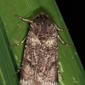 Agrotis porphyricollis at Melba, ACT - 13 Nov 2020 12:25 PM