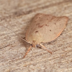 Heliocausta undescribed species at Melba, ACT - 13 Nov 2020