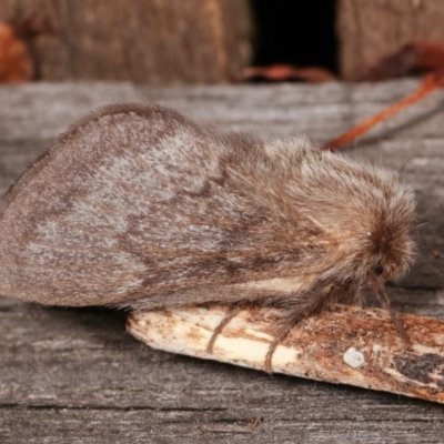 Pernattia pusilla (She-Oak Moth) at Melba, ACT - 13 Nov 2020 by kasiaaus