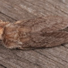 Pernattia pusilla at Melba, ACT - 13 Nov 2020