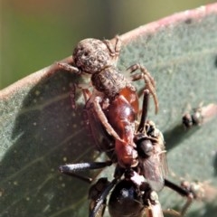 Cymbacha sp (genus) (A crab spider) at Holt, ACT - 18 Nov 2020 by CathB