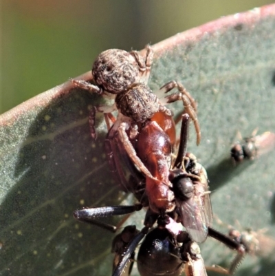 Cymbacha sp (genus) (A crab spider) at Holt, ACT - 19 Nov 2020 by CathB