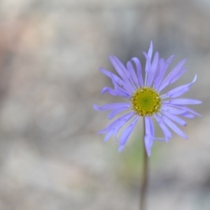 Brachyscome spathulata at Wamboin, NSW - 30 Sep 2020