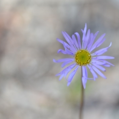 Brachyscome spathulata (Coarse Daisy, Spoon-leaved Daisy) at Wamboin, NSW - 29 Sep 2020 by natureguy