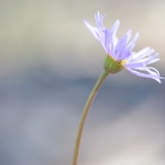 Brachyscome spathulata at Wamboin, NSW - 30 Sep 2020