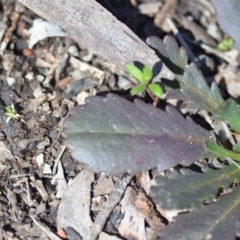 Brachyscome spathulata at Wamboin, NSW - 30 Sep 2020