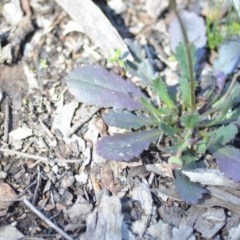 Brachyscome spathulata at Wamboin, NSW - 30 Sep 2020