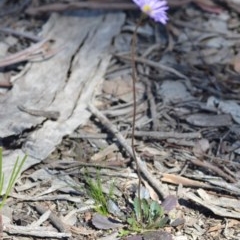 Brachyscome spathulata at Wamboin, NSW - 30 Sep 2020