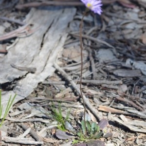 Brachyscome spathulata at Wamboin, NSW - 30 Sep 2020