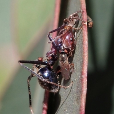 Iridomyrmex purpureus (Meat Ant) at Holt, ACT - 18 Nov 2020 by CathB