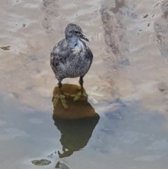 Fulica atra (Eurasian Coot) at Franklin, ACT - 29 Nov 2020 by jmcleod