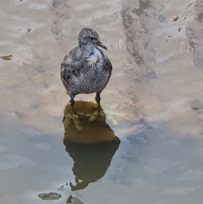 Fulica atra (Eurasian Coot) at Gungaderra Creek Ponds - 28 Nov 2020 by jmcleod