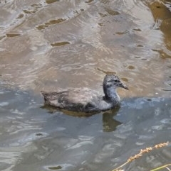 Fulica atra at Franklin, ACT - 29 Nov 2020