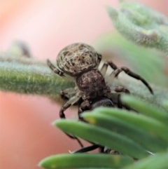 Cymbacha sp (genus) (A crab spider) at Holt, ACT - 19 Nov 2020 by CathB