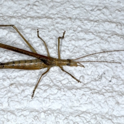 Zaprochilus australis (Twig-mimic katydid) at Ainslie, ACT - 28 Nov 2020 by jb2602