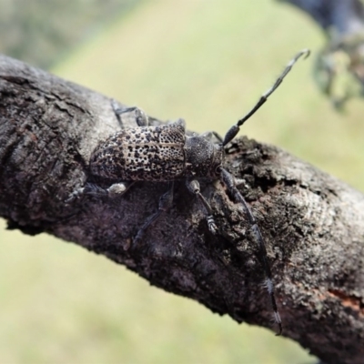 Ancita australis (Longicorn or longhorn beetle) at Holt, ACT - 18 Nov 2020 by CathB