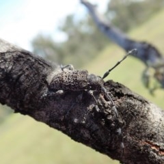 Ancita australis at Holt, ACT - 19 Nov 2020