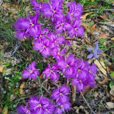 Thysanotus tuberosus subsp. tuberosus (Common Fringe-lily) at Denman Prospect 2 Estate Deferred Area (Block 12) - 28 Nov 2020 by AaronClausen