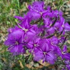 Thysanotus tuberosus subsp. tuberosus at Denman Prospect, ACT - 28 Nov 2020