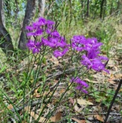 Thysanotus tuberosus subsp. tuberosus at Denman Prospect, ACT - 28 Nov 2020