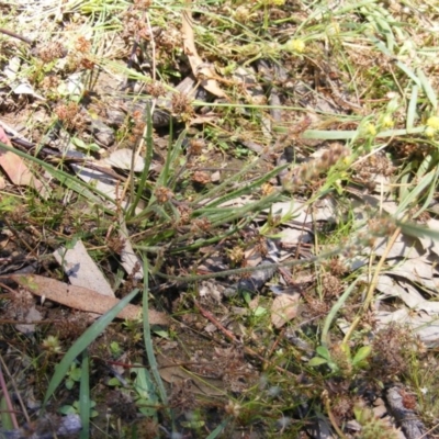 Plantago gaudichaudii (Narrow Plantain) at Symonston, ACT - 23 Nov 2020 by MichaelMulvaney