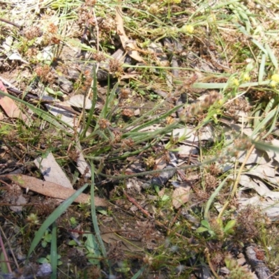 Plantago gaudichaudii (Narrow Plantain) at Symonston, ACT - 22 Nov 2020 by MichaelMulvaney