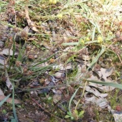 Plantago gaudichaudii at Symonston, ACT - 23 Nov 2020