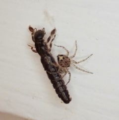 Embioptera (order) (Unidentified webspinner) at Cook, ACT - 20 Nov 2020 by CathB